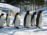 ■旭山動物園の開園期間について■