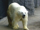 ■旭山動物園の開園期間について■