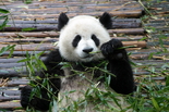 上野動物園