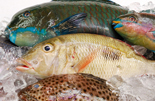 魚介類
