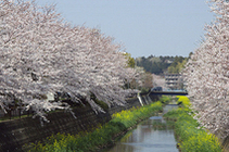 戸塚柏尾川の桜