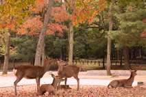 奈良公園