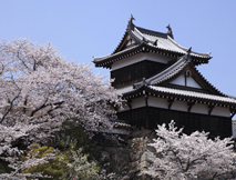 大和の桜（郡山城跡）