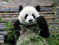 上野動物園