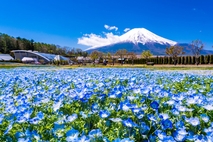 山中湖花の都公園