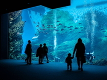 せんだいうみの杜水族館