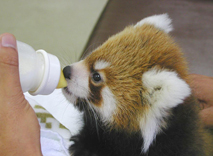 市川市動植物園