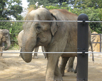 上野動物園