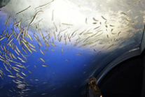 北の大地の水族館 山の水族館
