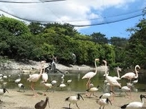 ネオパークオキナワ（名護自然動植物公園）