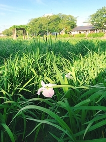 水郷潮来あやめ園