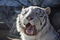 東武動物公園