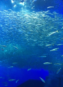 新江ノ島水族館