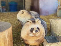 おびひろ動物園