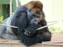 名古屋市東山動植物園