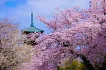 日蓮宗大本山 長栄山 池上本門寺