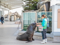 せんだいうみの杜水族館