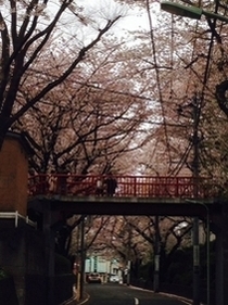 桜坂