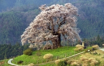 醍醐桜