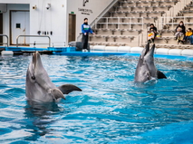 せんだいうみの杜水族館