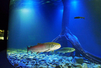 北の大地の水族館 山の水族館