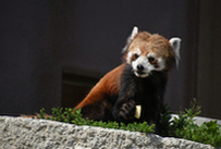 名古屋市東山動植物園